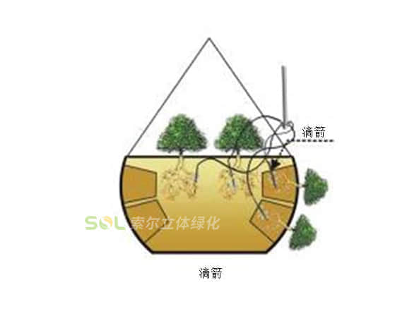吊盆式组合花树灌溉示意图