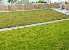轻型屋顶绿化常用的植物有哪些？