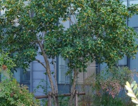 一棵桂花的秋日来信:我“落户”屋顶花园的这些年