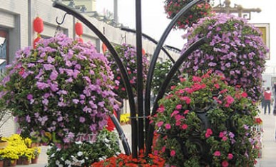 街道节日景观提升-花树