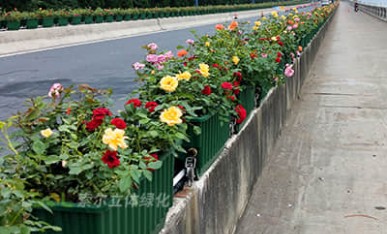 高架桥立体绿化项目