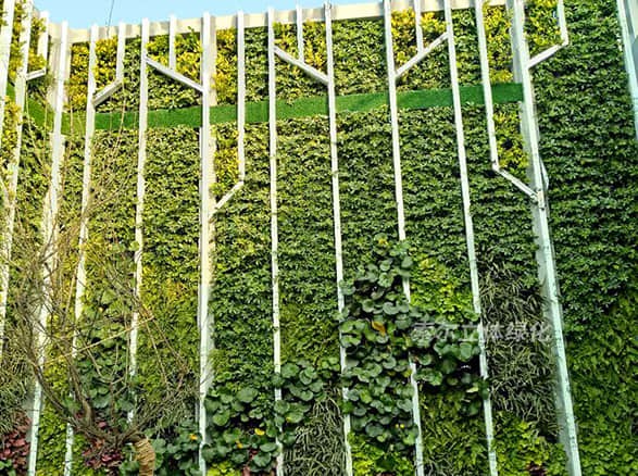 杭州某公司屋顶植物墙工程案例