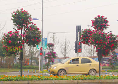 重庆花博会花树景观提升