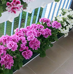阳台花园-单盆组合造景