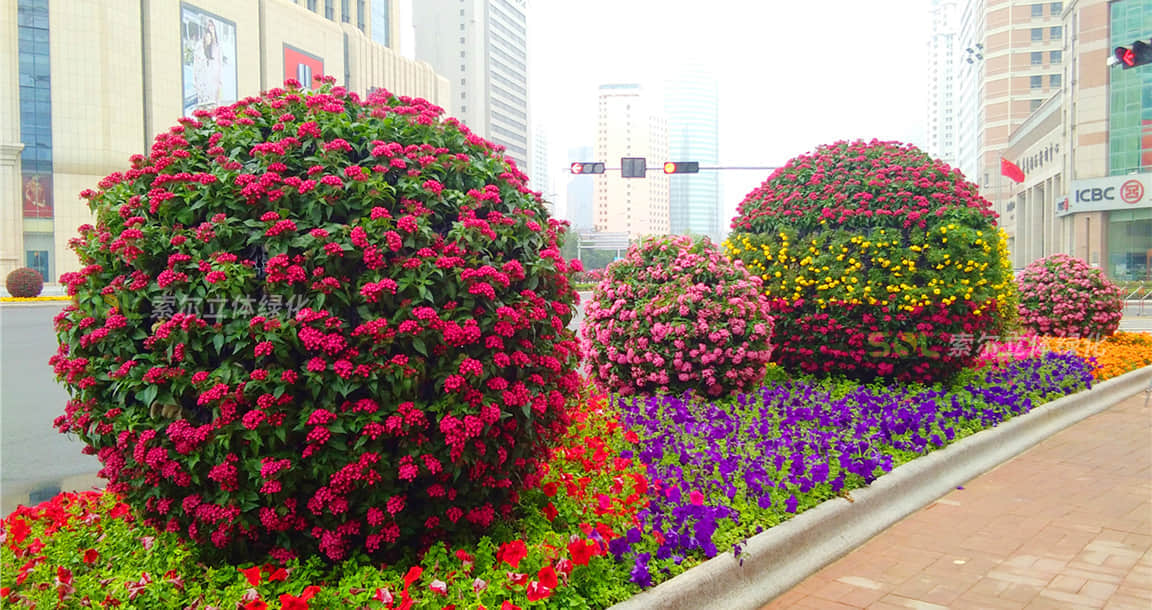 青岛上合峰会花球景观提升