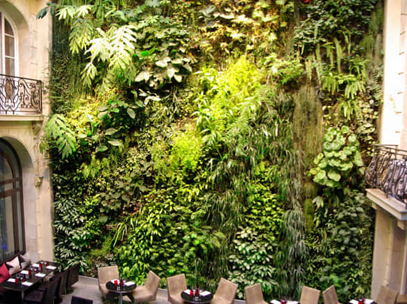 餐厅外墙面垂直绿化