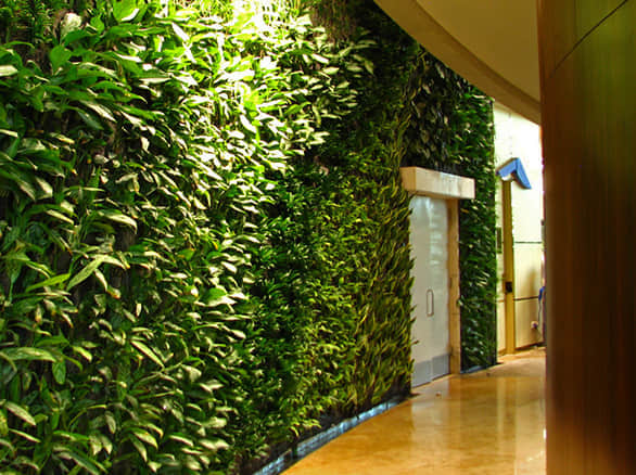 学校室内植物墙