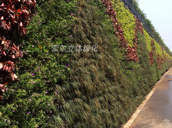 道路围墙植物墙