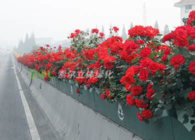 浙江杭州高架桥景观提升