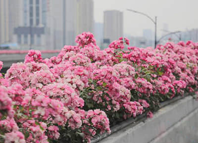 杭州高架桥绿化