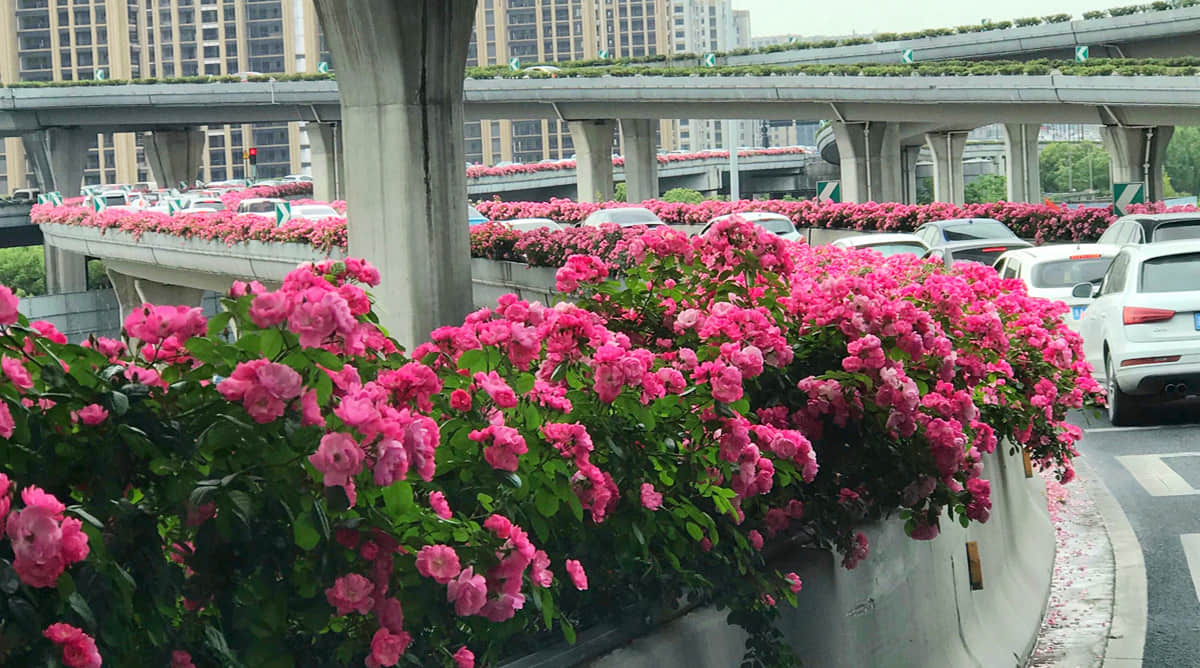 杭州高架桥绿化案例