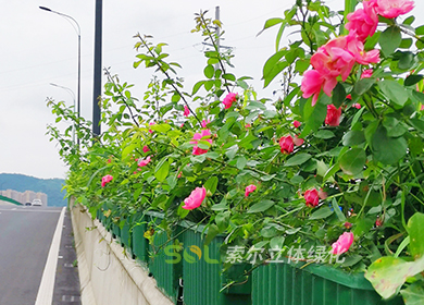 台州黄岩区高架桥绿化景观提升