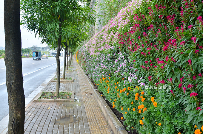 公路两侧绿化带植物图片