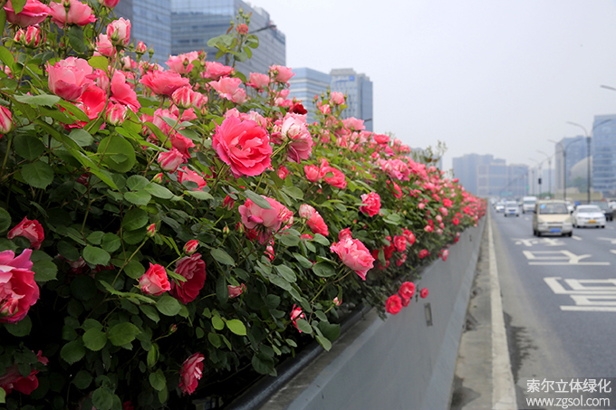 10杭州市园林文物局-杭州高架留石高架月季仙境.jpg
