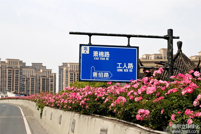 27杭州城管-杭州高架月季01.jpg